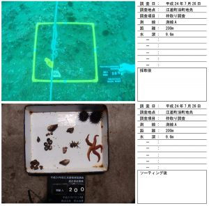 藻場調査（底生生物）